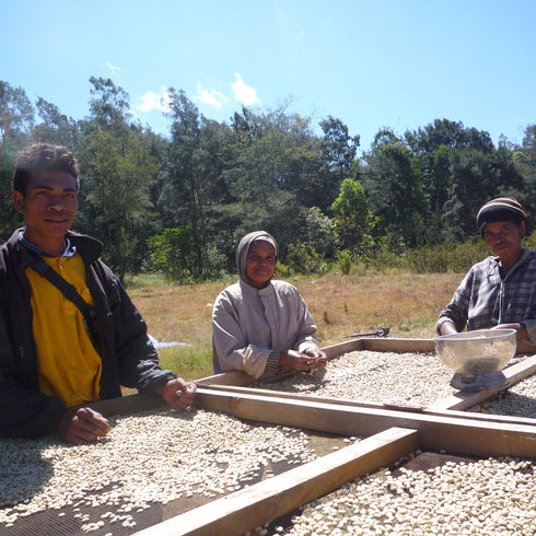JAS Organic Timor-Leste Kocamau